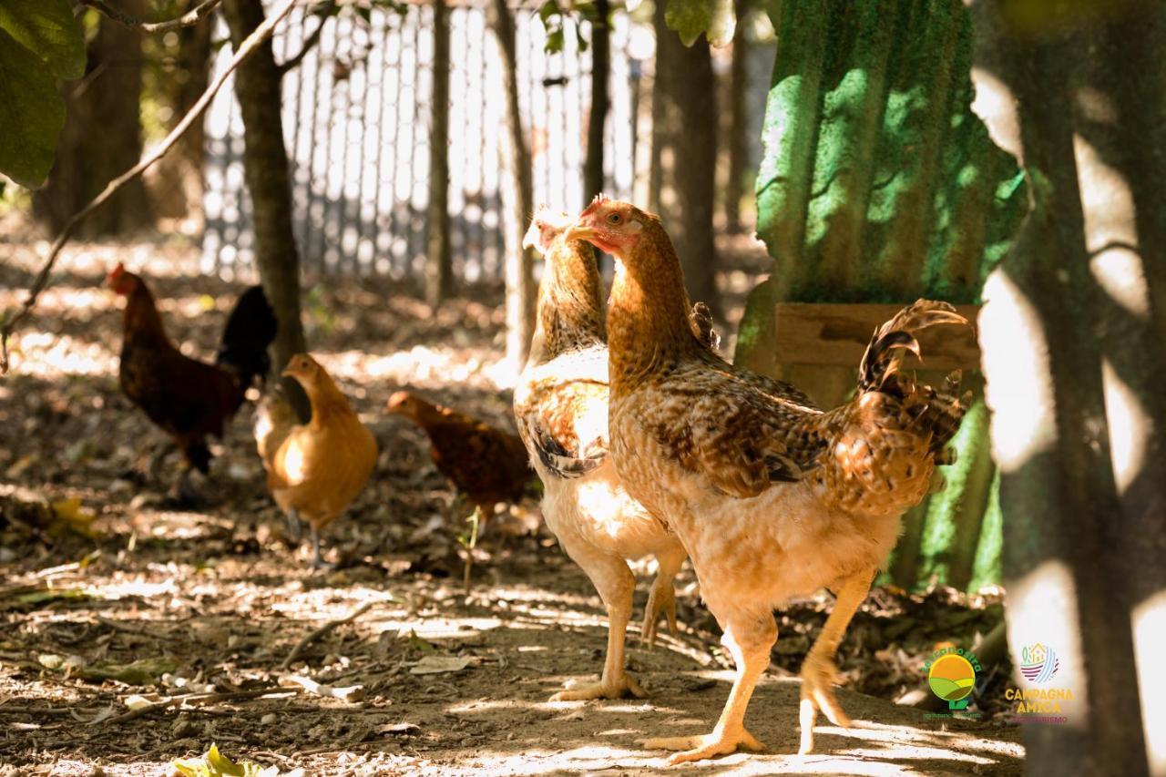 Agriturismo Ai Carpini Βίλα Marcon Εξωτερικό φωτογραφία