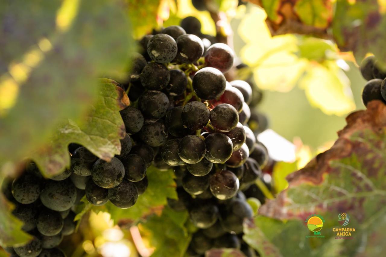 Agriturismo Ai Carpini Βίλα Marcon Εξωτερικό φωτογραφία