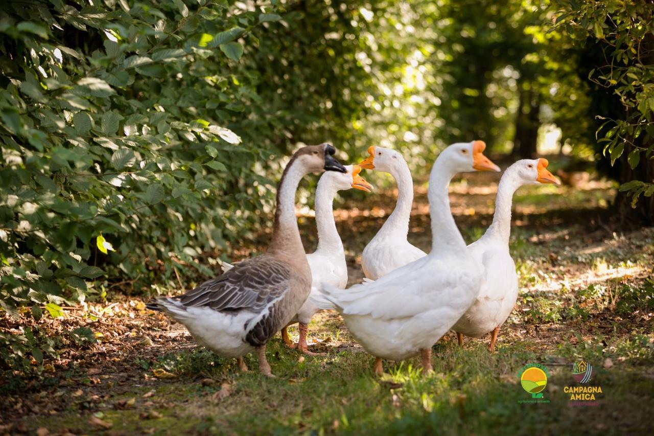 Agriturismo Ai Carpini Βίλα Marcon Εξωτερικό φωτογραφία